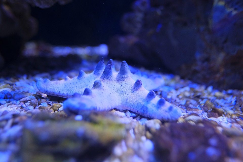 Морские звезды защищают водоросли от ежей