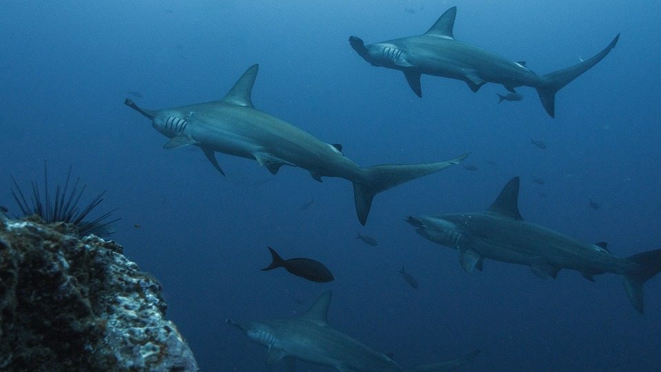 Чтобы согреться, акула-молот задерживает дыхание во время охоты на глубине
