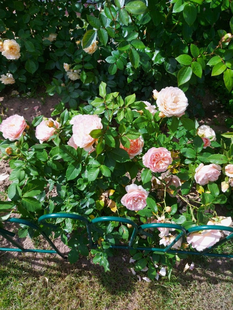 Цветы на моем участке (2022 г.)