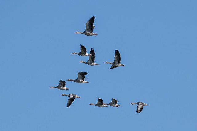 Гипотезы о миграции птиц - причудливые и восхитительные