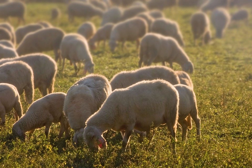 Овцы могут стать городскими газонокосилками