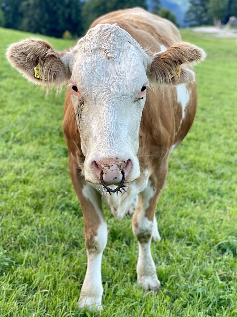 Молоко коровье - чем заменить при его непереносимости и в пост