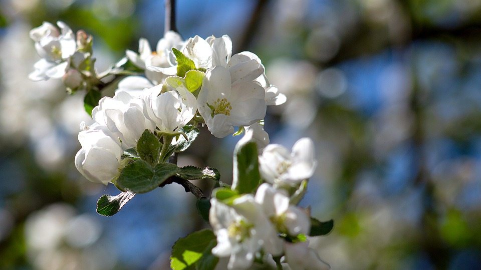 Важная роль калия в яблонях и его значение для удобрения садов