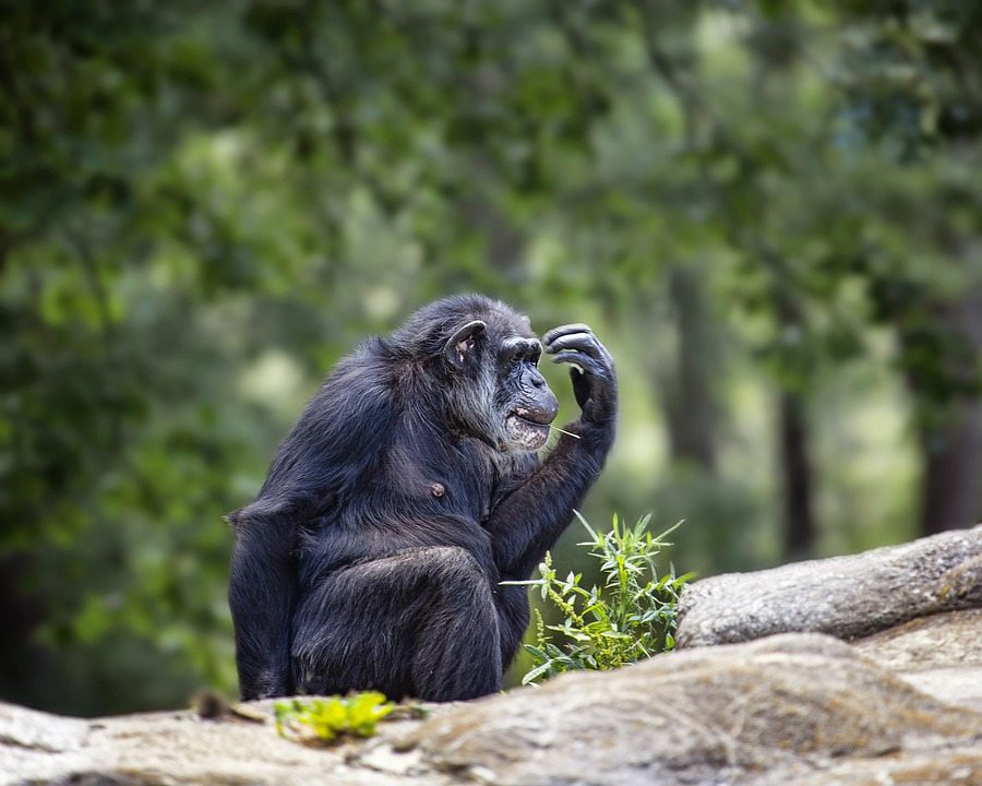 Молодые шимпанзе и человеческие подростки разделяют рискованное поведение