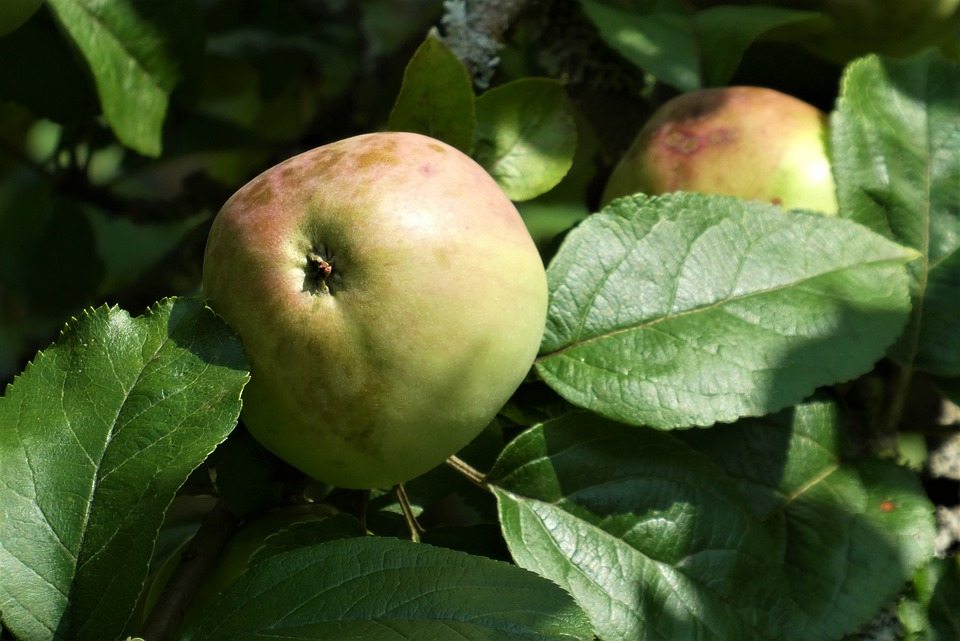 Важная роль калия в яблонях и его значение для удобрения садов