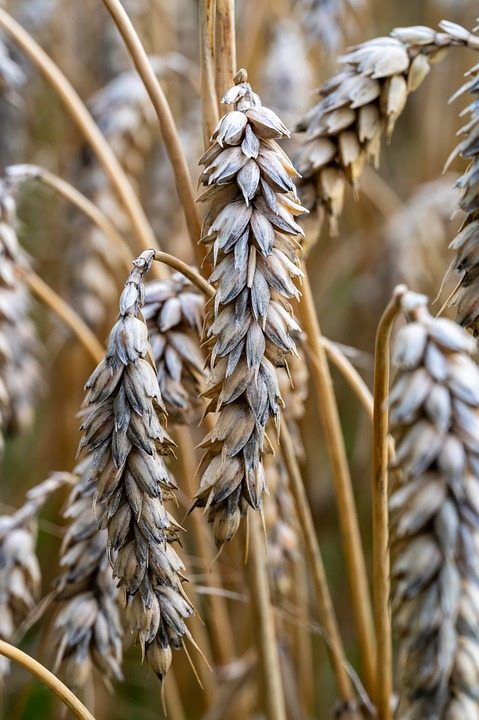 Пшеничный крахмал для  улучшения хлебопечения и пивоварения