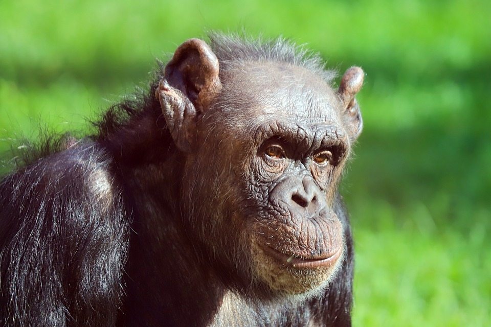 Молодые шимпанзе и человеческие подростки разделяют рискованное поведение