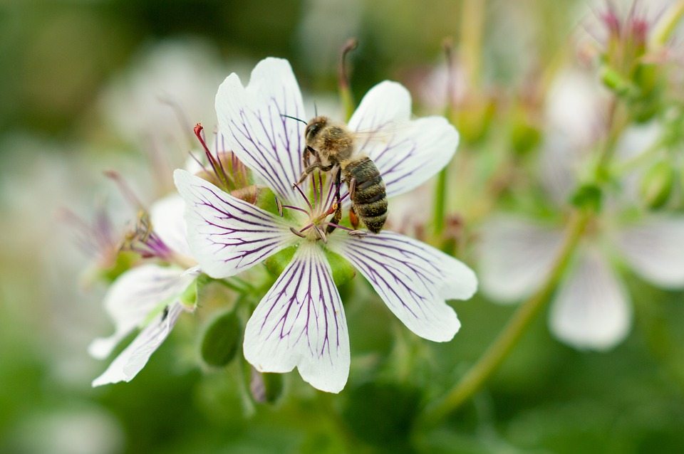 Внутреннее «банкирование маток» может помочь пчеловодам справиться с изменением климата