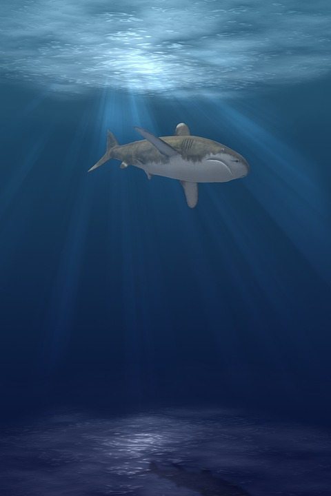 Акула юрского периода уже была высоко развита