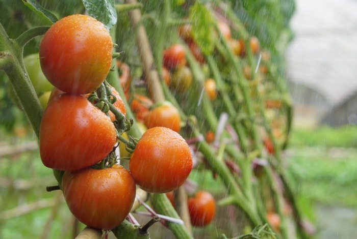 Большие данные, маленькие фермы и сказка о двух помидорах