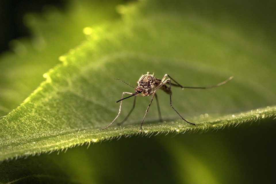 Исследователи составили карту клеток комаров, которая может помочь насекомым выбирать самых лакомых 