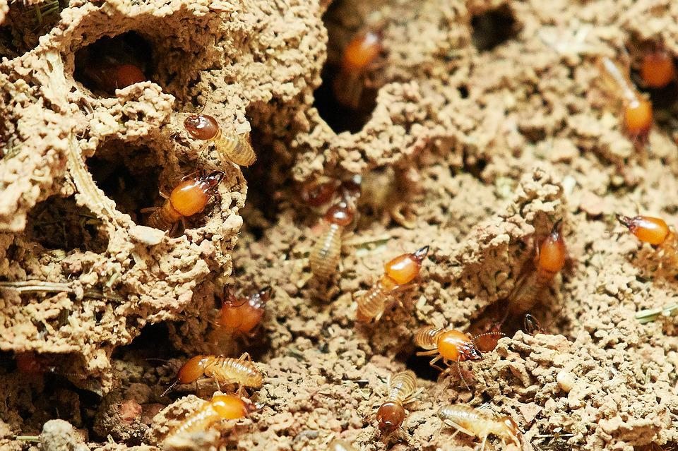 Шишки, яичные кладки и атаки муравьедов: Царство королевы термитов