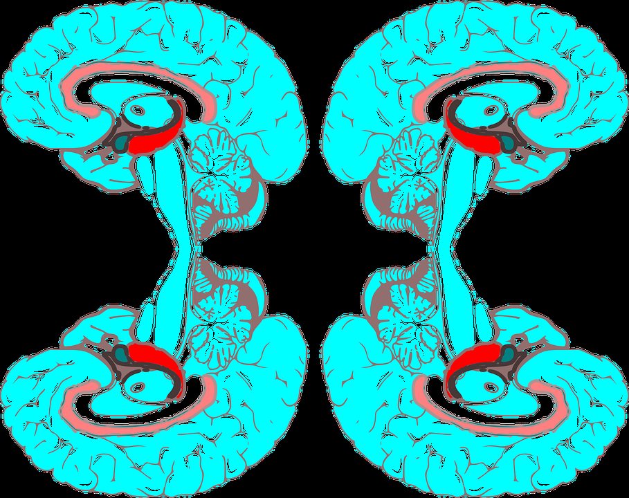 Исцеление мозга: гидрогели способствуют росту нейронной ткани