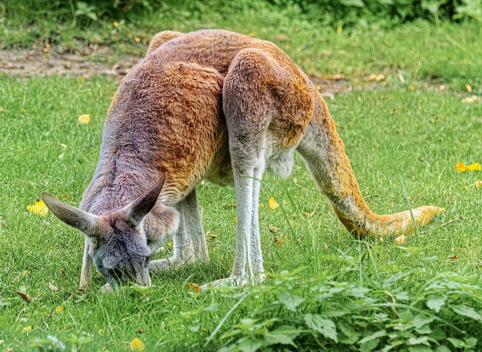 Отходы детенышей кенгуру могут уменьшить выделение метана коровами