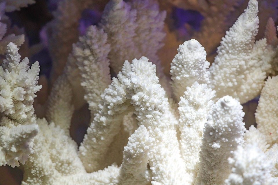 Асоциальные рыбы-дамфи могут способствовать разрушению коралловых рифов
