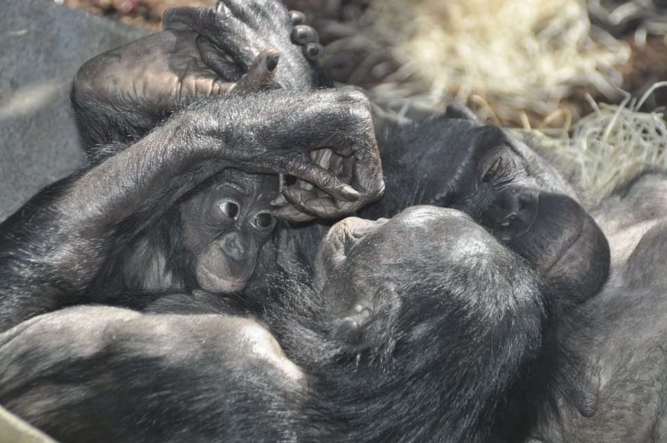 Люди могут распознавать и понимать жесты шимпанзе и бонобо
