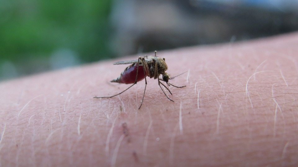 Этическая дилемма стоит ли избавляться от комаров