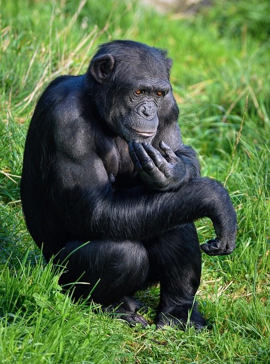 Люди могут распознавать и понимать жесты шимпанзе и бонобо