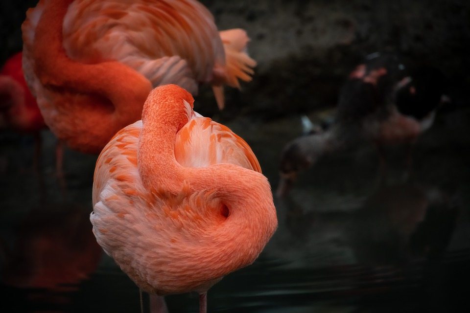 Фламинго образуют группы с друзьями-единомышленниками
