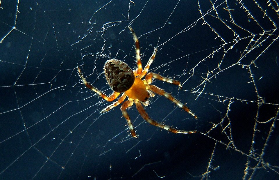 Использование пауков в качестве экологически чистой борьбы с вредителями