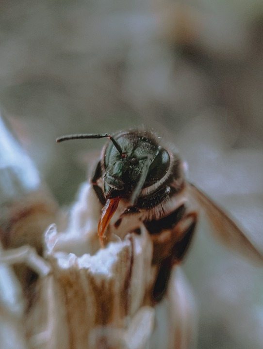Генетический переключатель делает глаза пчел маленькими, а трутней - большими