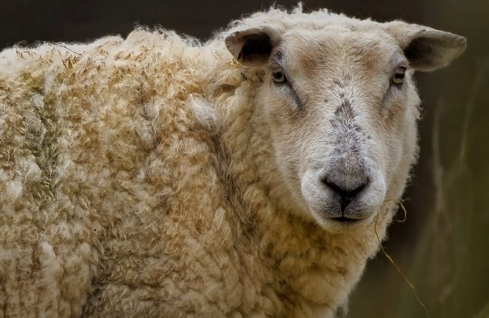 Овцы могут стать городскими газонокосилками