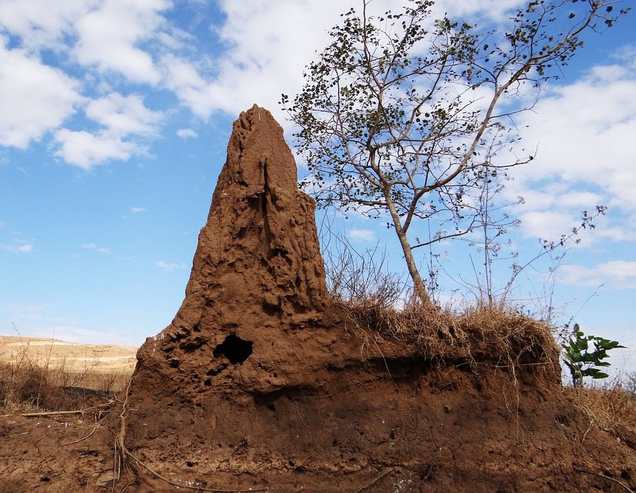 Шишки, яичные кладки и атаки муравьедов: Царство королевы термитов