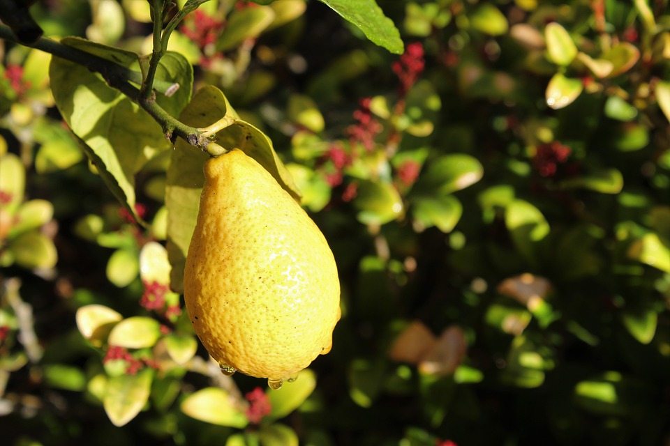Полумеханическое снятие цедры лимона