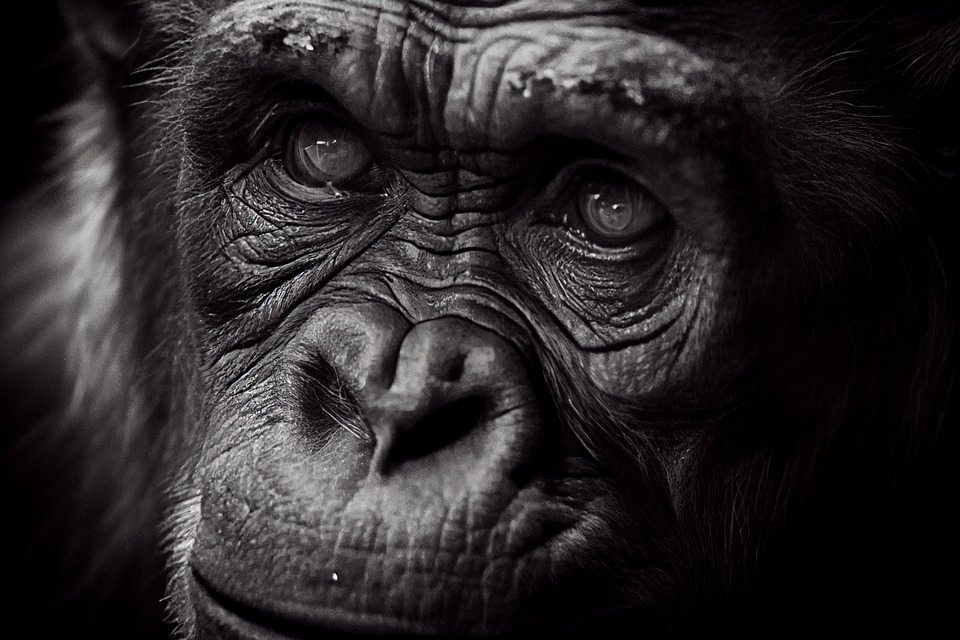 Шимпанзе комбинируют сигналы, чтобы передать новый смысл