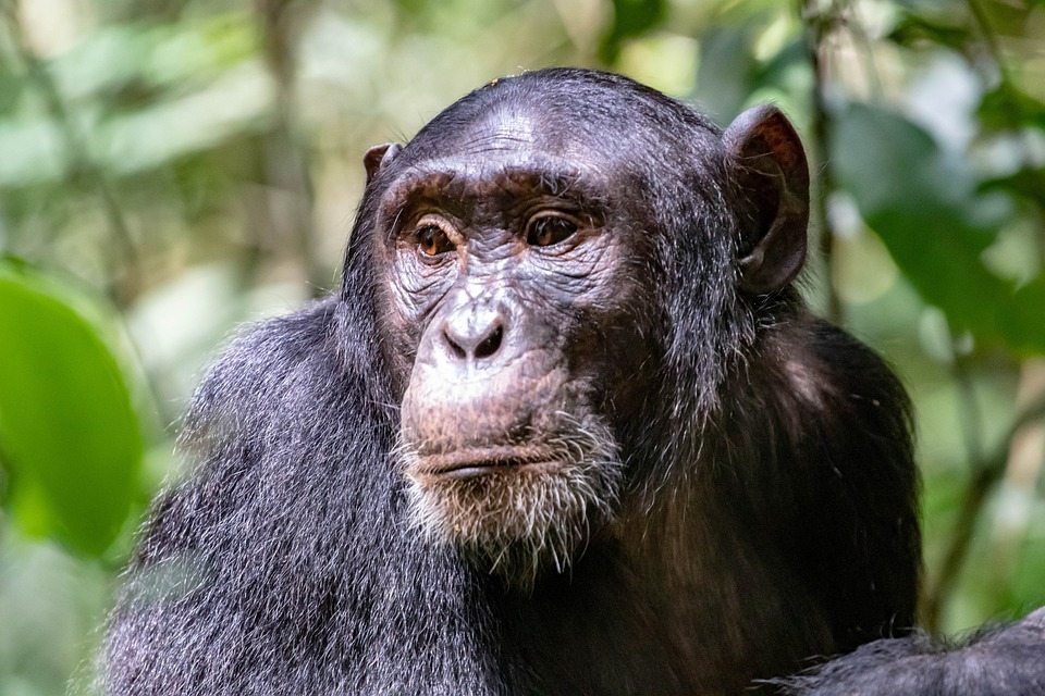Шимпанзе комбинируют сигналы, чтобы передать новый смысл