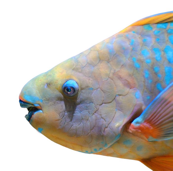 Рыба с большим клювом, которая ест камни и защищает коралловые рифы
