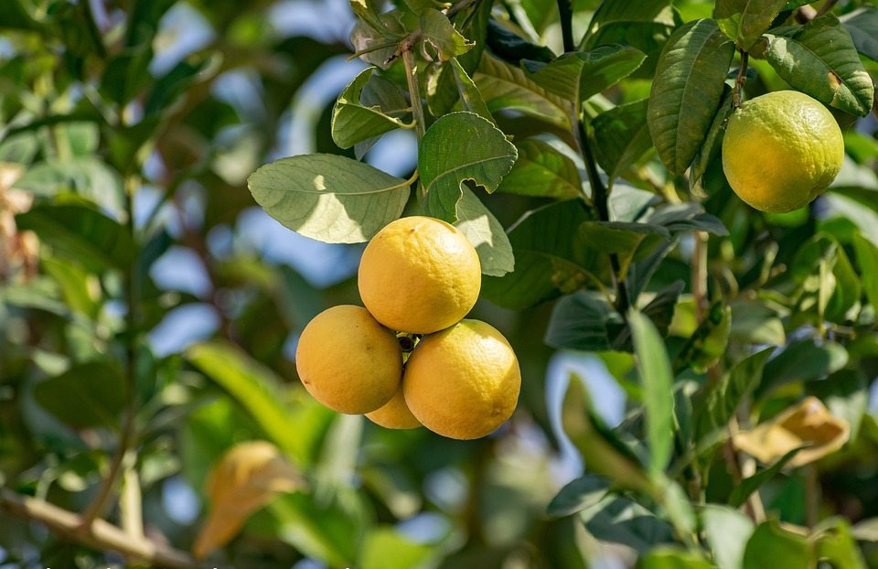 Секретный рецепт лимоноидов открывает двери для защиты растений, безопасных для пчел