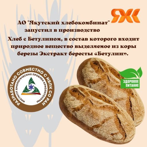 Якутские ученые разработали уникальный хлеб с бетулином