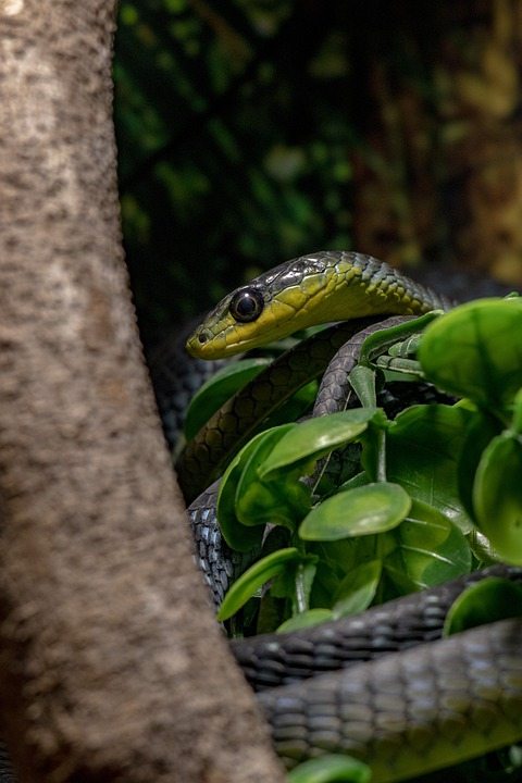 Змеи могут слышать больше, чем вы думаете