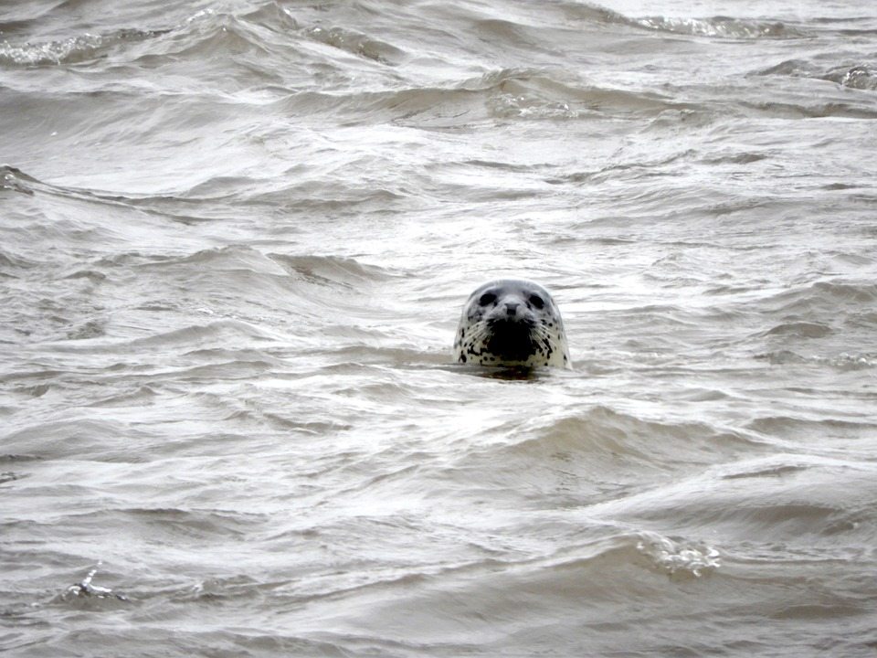 Озеро-лабиринт дает удивительные преимущества для находящихся под угрозой исчезновения тюленей