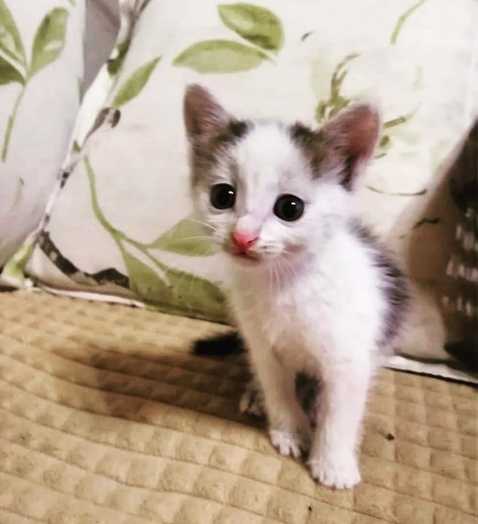 в деревне подушкино на скамейке перед домом сидят дядя илья вася кот (99) фото