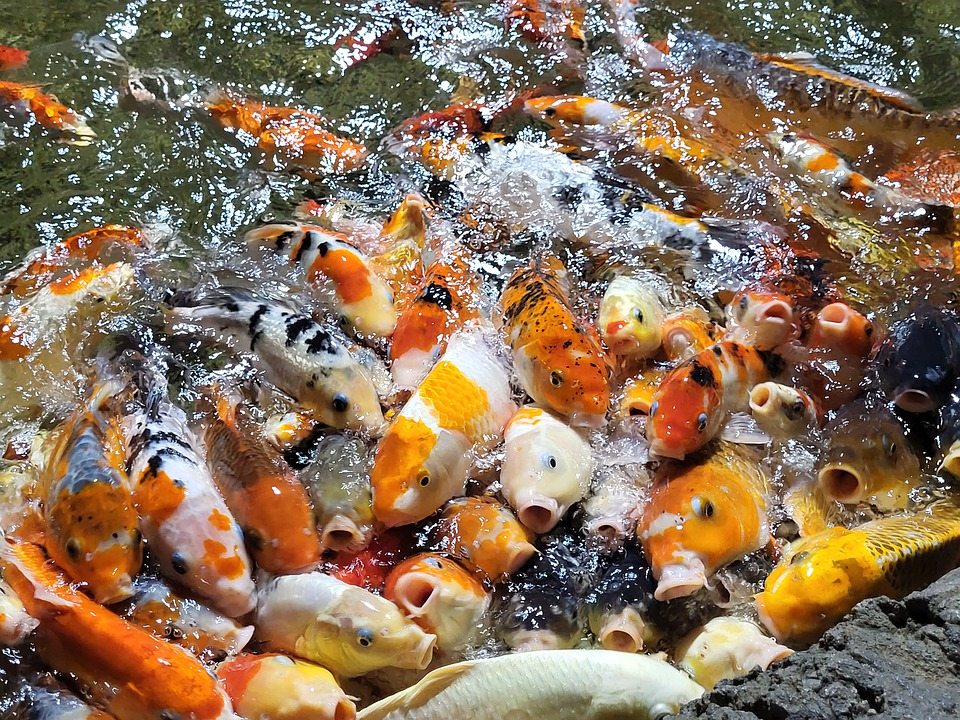 Влияние нагревания воды на размер рыбы