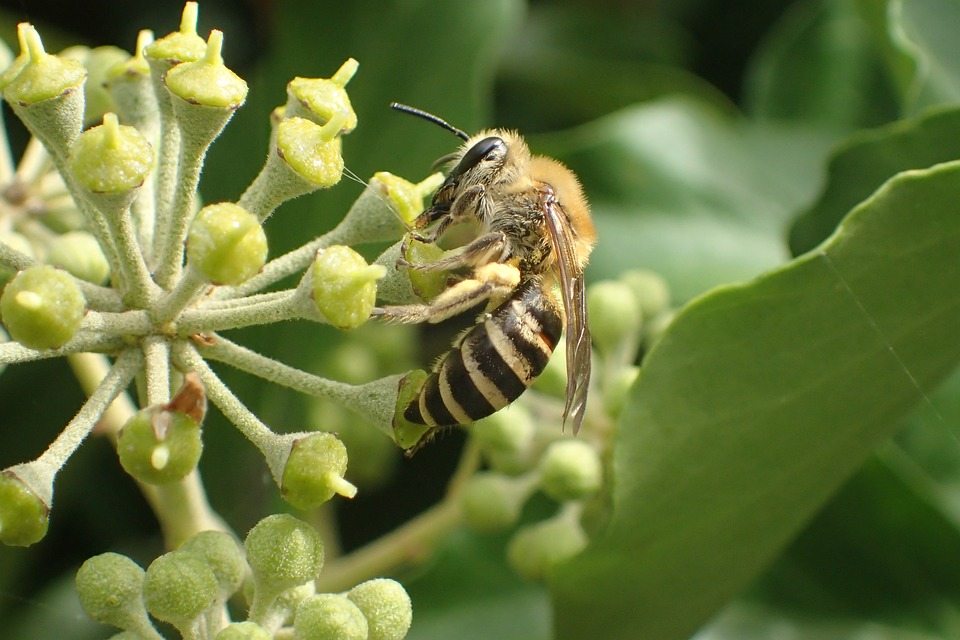 Биологи обнаружили, что пчелы — мастера ферментации мира насекомых