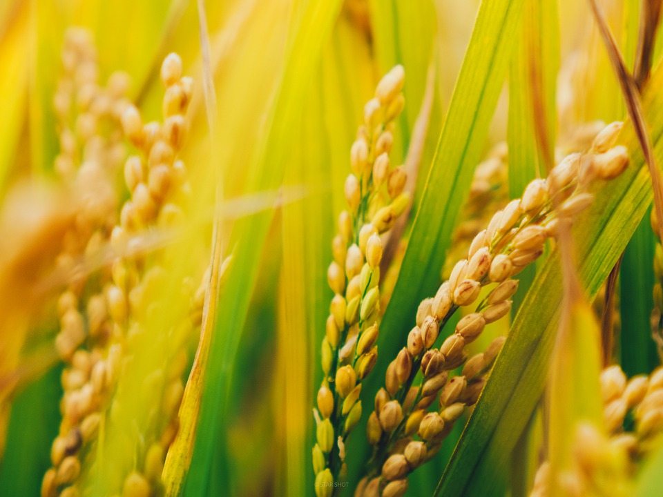 Открытие может привести к созданию новых фунгицидов для защиты посевов риса