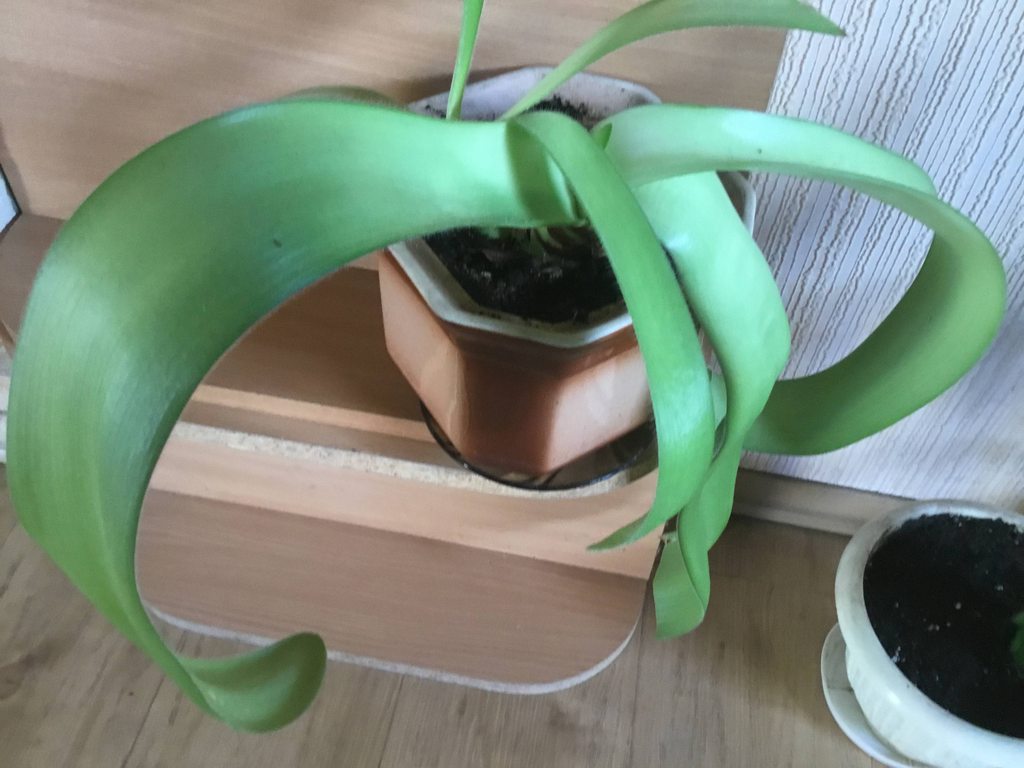 Что это за растение?