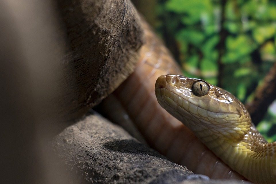 Змеи могут слышать больше, чем вы думаете