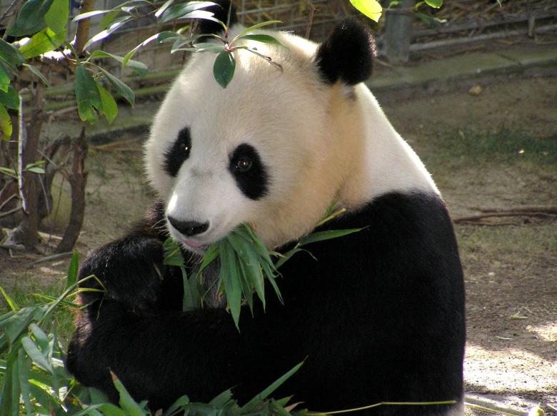 Раскрыта тайна гигантской панды