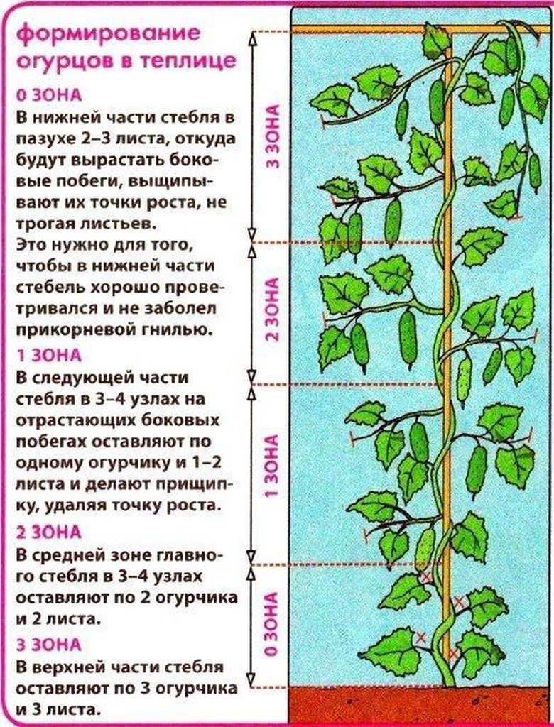 Садово-огородная  инфографика