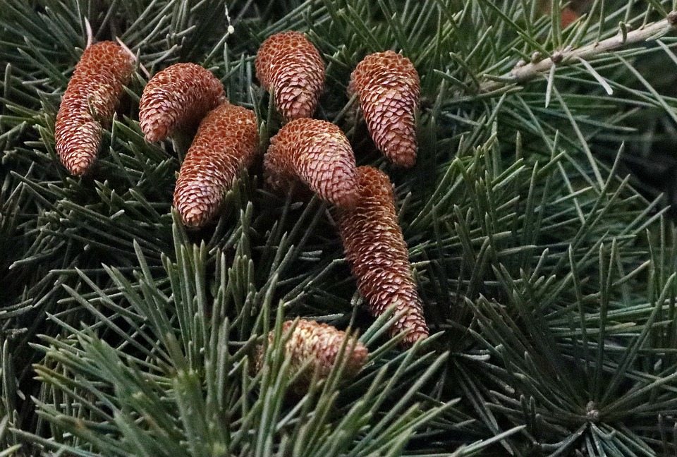 Грибы, вызывающие поражение сосны, обнаружены на деревьях в Южной Калифорнии