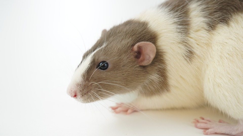 Усы крысы помогают в исследованиях того, как мы ощущаем текстуру