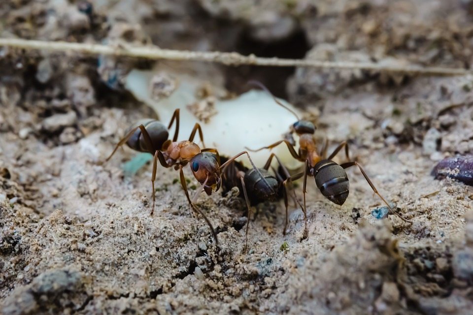 Новое понимание сложной нейрохимии муравьев