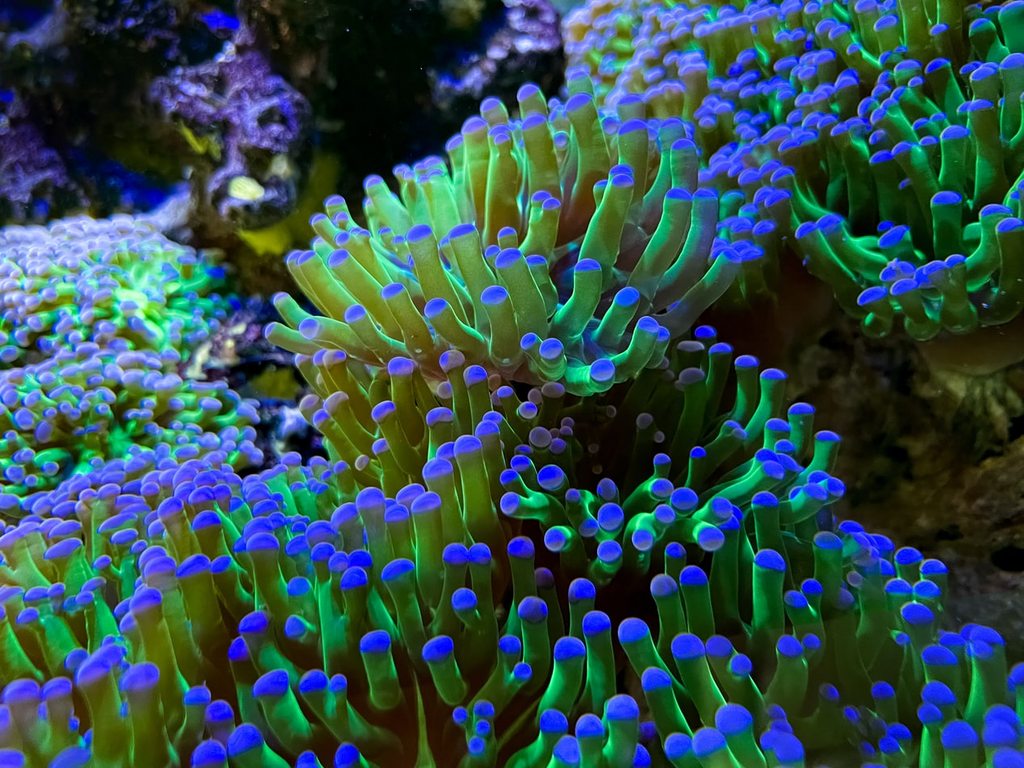 Молекулярные основы заболевания кораллов
