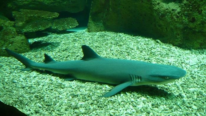 Рифовые акулы сокращаются быстрее, чем предполагалось ранее