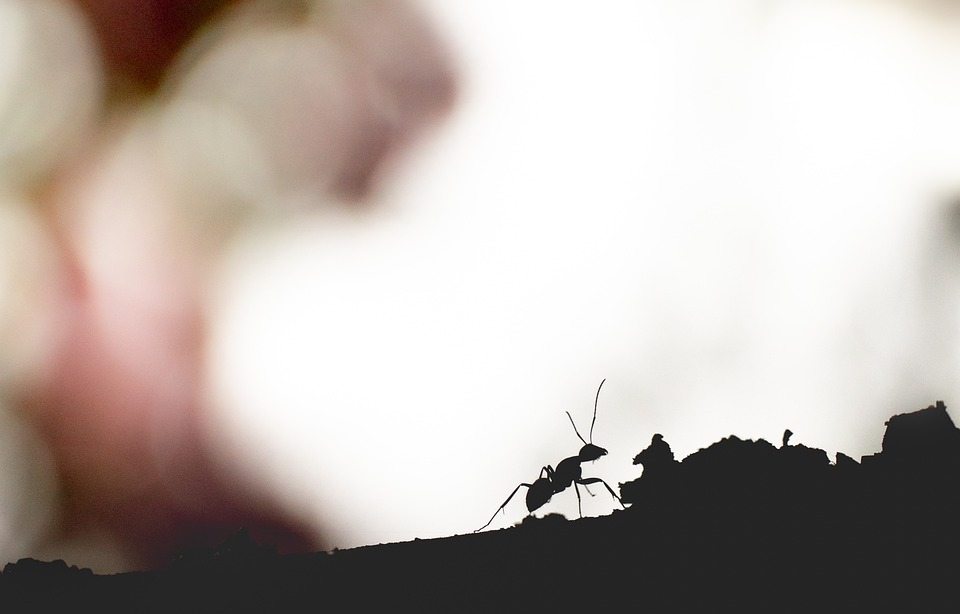 Освещая эволюцию социальных муравьев-паразитов